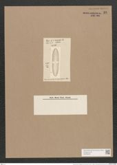 Navicula viridis var. patagonica Cleve. (de-Toni-Nr.: Genus 1, Species 7) Zeichnungen Sammlung Grunow Nr. 40 (NHMW-BOT-W0366226)